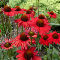 ECHINACEA KISMET - Red