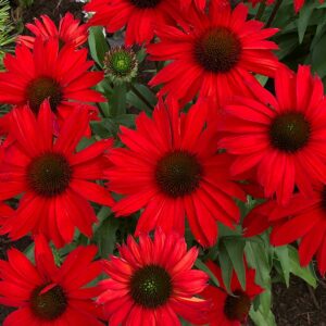 ECHINACEA KISMET - Red