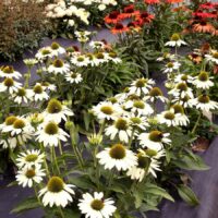 ECHINACEA KISMET - White