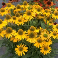 ECHINACEA KISMET - Yellow