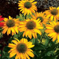 ECHINACEA KISMET - Yellow