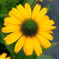 ECHINACEA PRIMA - Amarillo