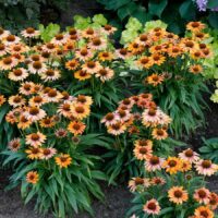 ECHINACEA PRIMA - Ginger