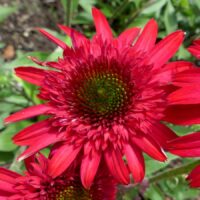 ECHINACEA SUNNY DAYS - Ruby