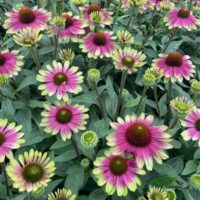 ECHINACEA - Sweet Sandia