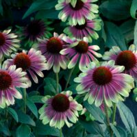 ECHINACEA - Sweet Sandia