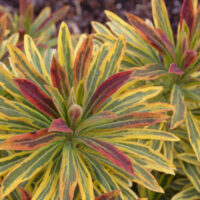 EUPHORBIA - Ascot Rainbow