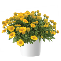 GAILLARDIA GUSTO - Lemon