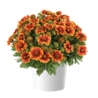 GAILLARDIA GUSTO - Sweet Chili