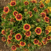 GAILLARDIA GUSTO - Sweet Chili