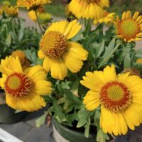 GAILLARDIA GUSTO - Lemon