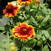 GAILLARDIA GUSTO - Sweet Chili