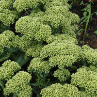 SEDUM ROCK N - Grow Lemonjade