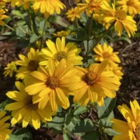 HELIOPSIS SOLE - D'Oro