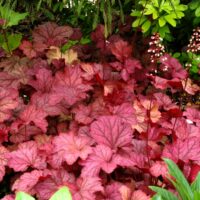 HEUCHERA - Berry Smoothie