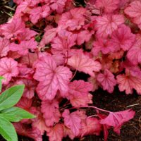 HEUCHERA - Berry Smoothie