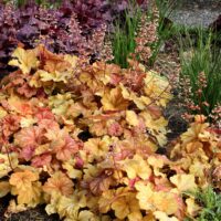 HEUCHERA - Champagne