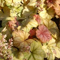 HEUCHERA - Champagne