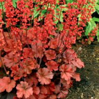 HEUCHERA - Cherry Cola