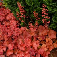 HEUCHERA - Cherry Cola