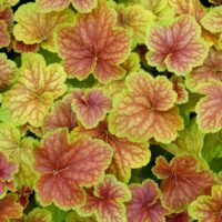 HEUCHERA - Delta Dawn