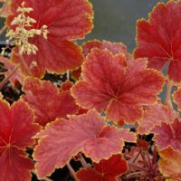 HEUCHERA - Delta Dawn