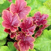 HEUCHERA - Delta Dawn