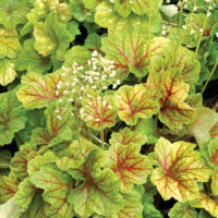 HEUCHERA - Electra