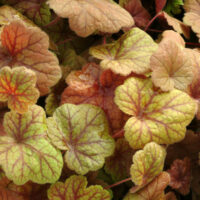 HEUCHERA - Electra