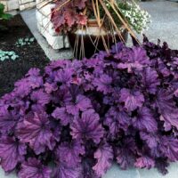 HEUCHERA - Forever Purple