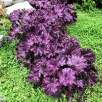 HEUCHERA - Forever Purple