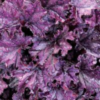 HEUCHERA - Forever Purple