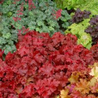 HEUCHERA - Forever Red