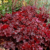 HEUCHERA - Forever Red