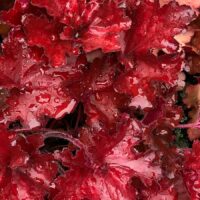 HEUCHERA - Forever Red