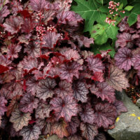 HEUCHERA - Frost