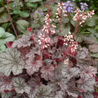 HEUCHERA - Frost