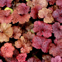 HEUCHERA - Galaxy