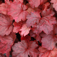 HEUCHERA - Galaxy