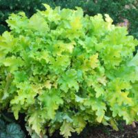 HEUCHERA - Lime Marmalade