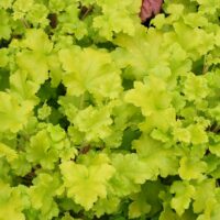 HEUCHERA - Lime Marmalade