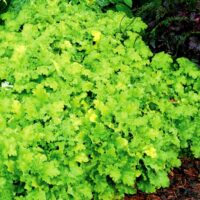 HEUCHERA - Lime Rickey