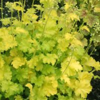 HEUCHERA - Lime Rickey