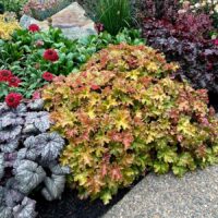 HEUCHERA - Marmalade