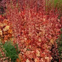 HEUCHERA - Marmalade