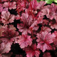 HEUCHERA - Midnight Rose Select