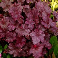 HEUCHERA - Midnight Rose Select