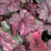 HEUCHERA - Midnight Rose Select