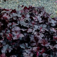 HEUCHERA - Obsidian