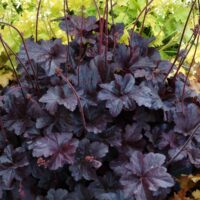 HEUCHERA - Obsidian